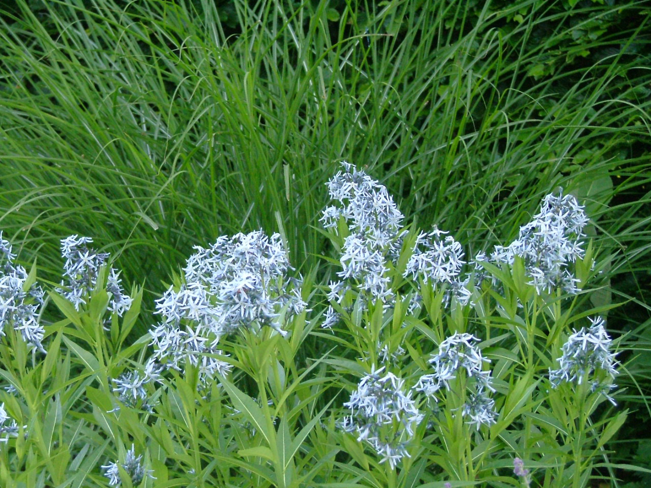 Amsonia tabernaemontanaStermaagdenpalm bestellen